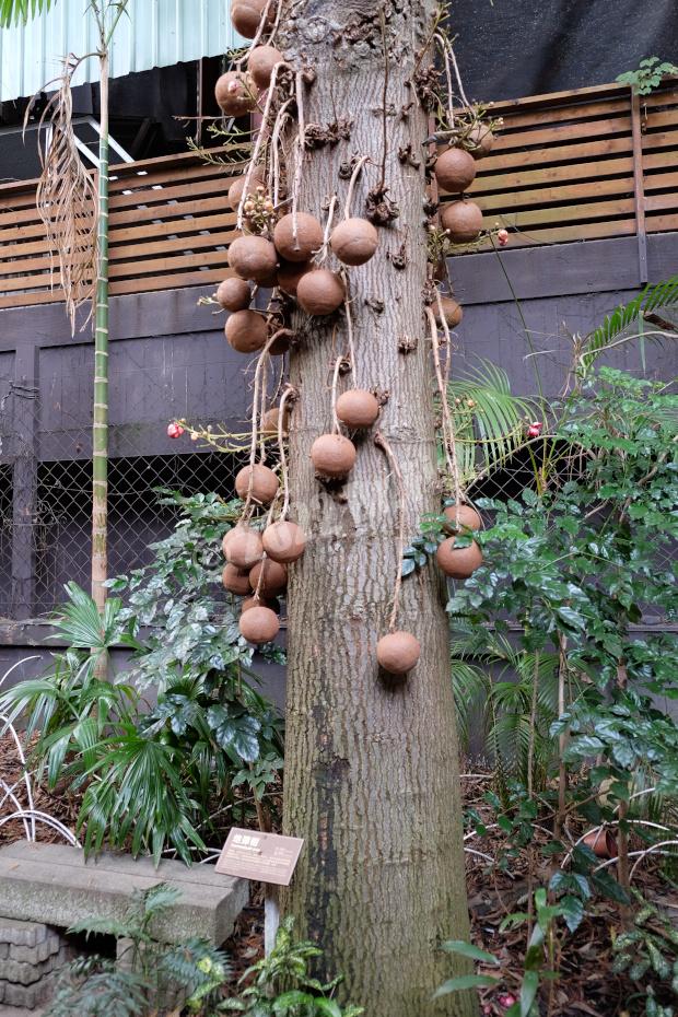 cannonball tree in Carton King