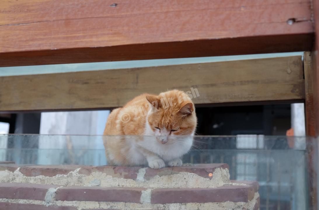 cat on the Hengchun west gate battlements