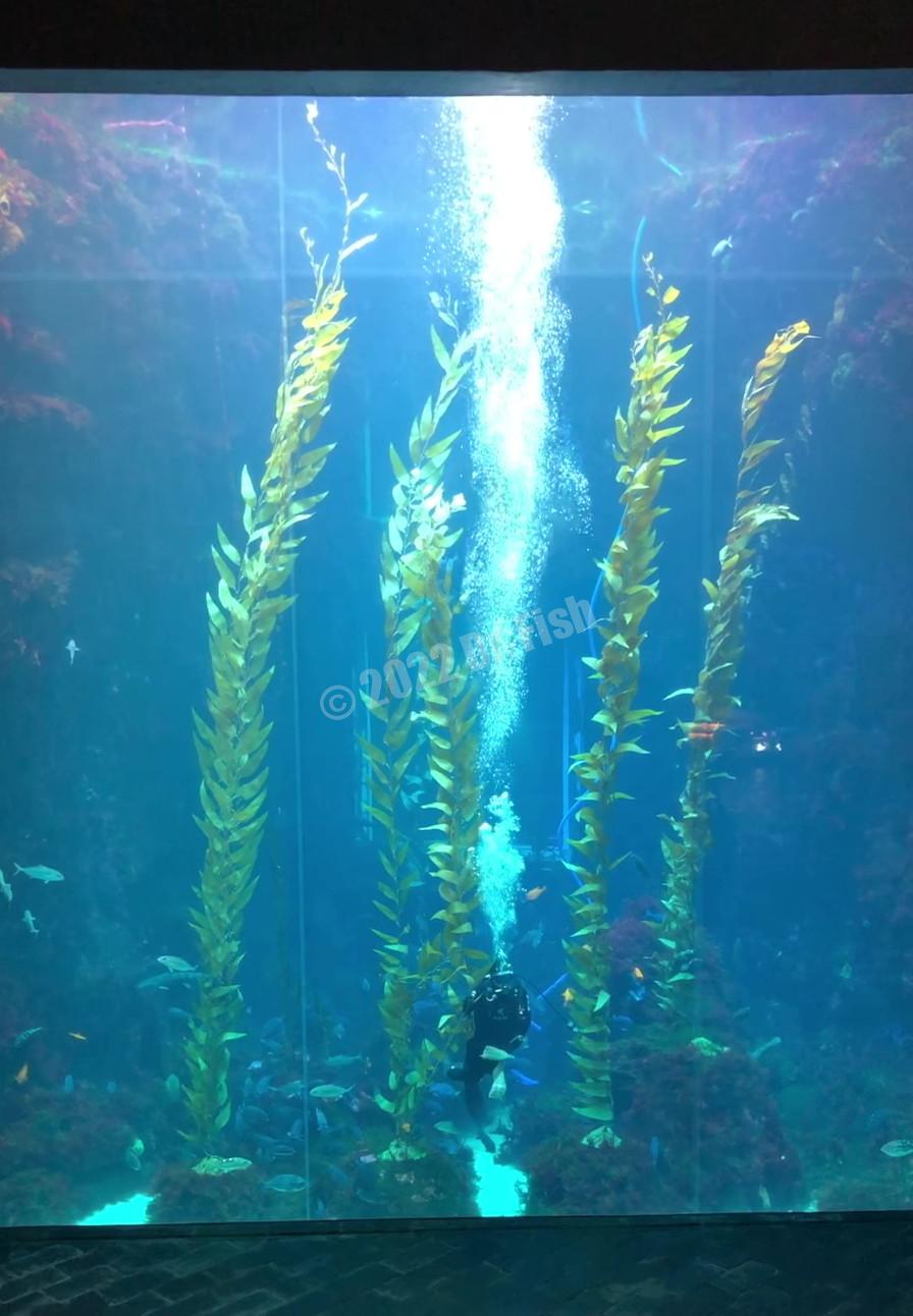 exhibition of kelp forest in the National Museum of Marine Biology and Aquarium