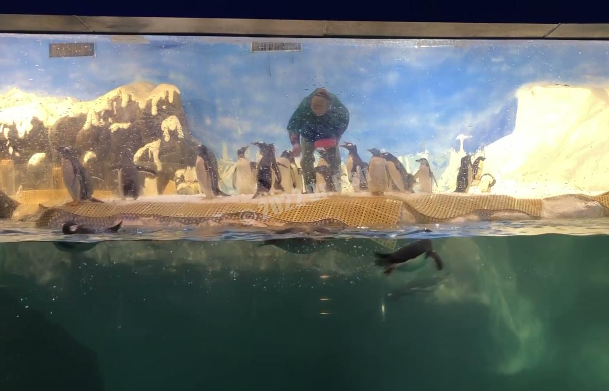 penguins in the National Museum of Marine Biology and Aquarium