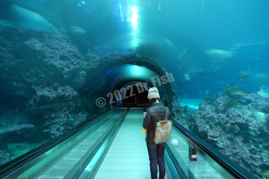 underwater tunnel in the National Museum of Marine Biology and Aquarium