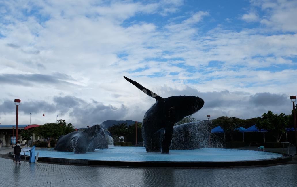 whale square inside the National Museum of Marine Biology and Aquarium