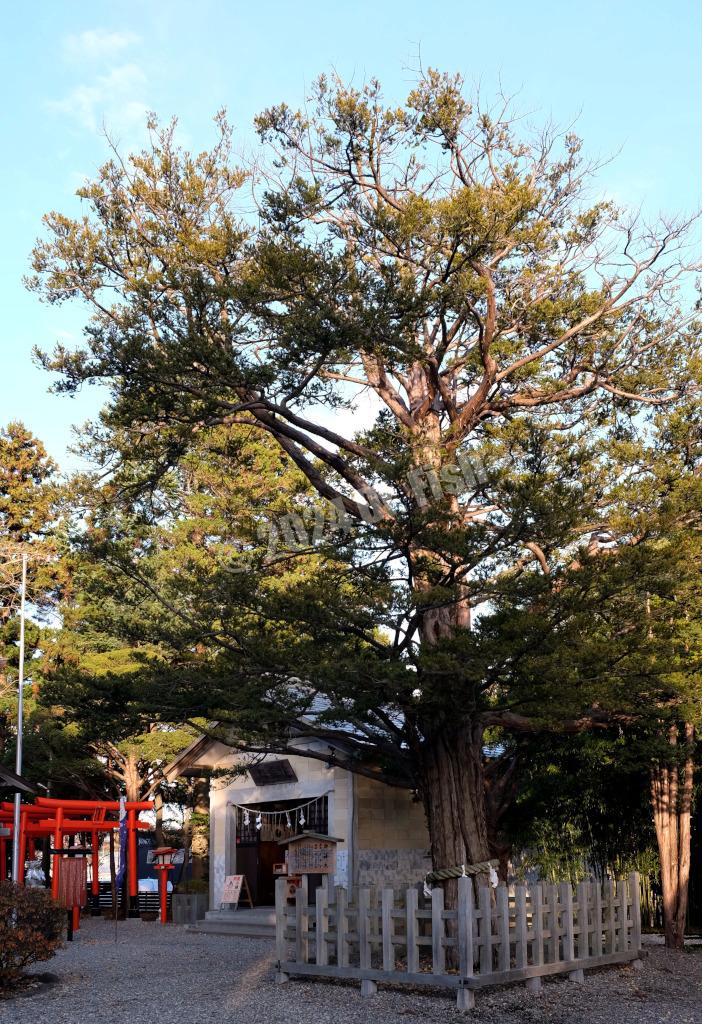sacred tree in yukurajinja