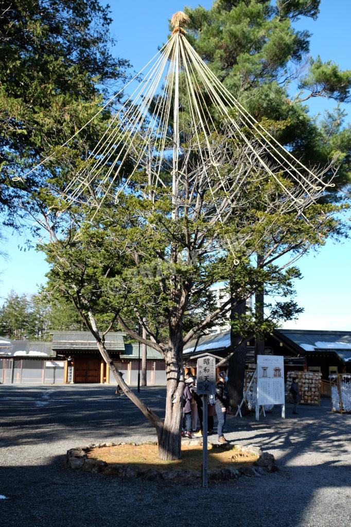tree planted by Emperor Showa in the hokkaidojingu