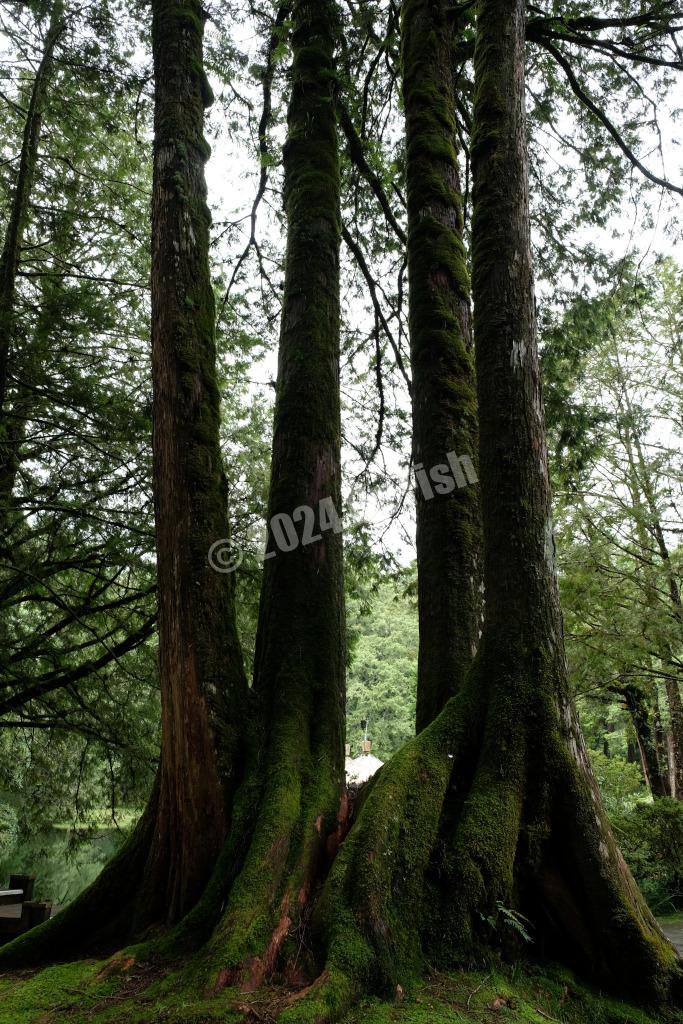 4 sisters in the Alishan National Forest Recreation Area