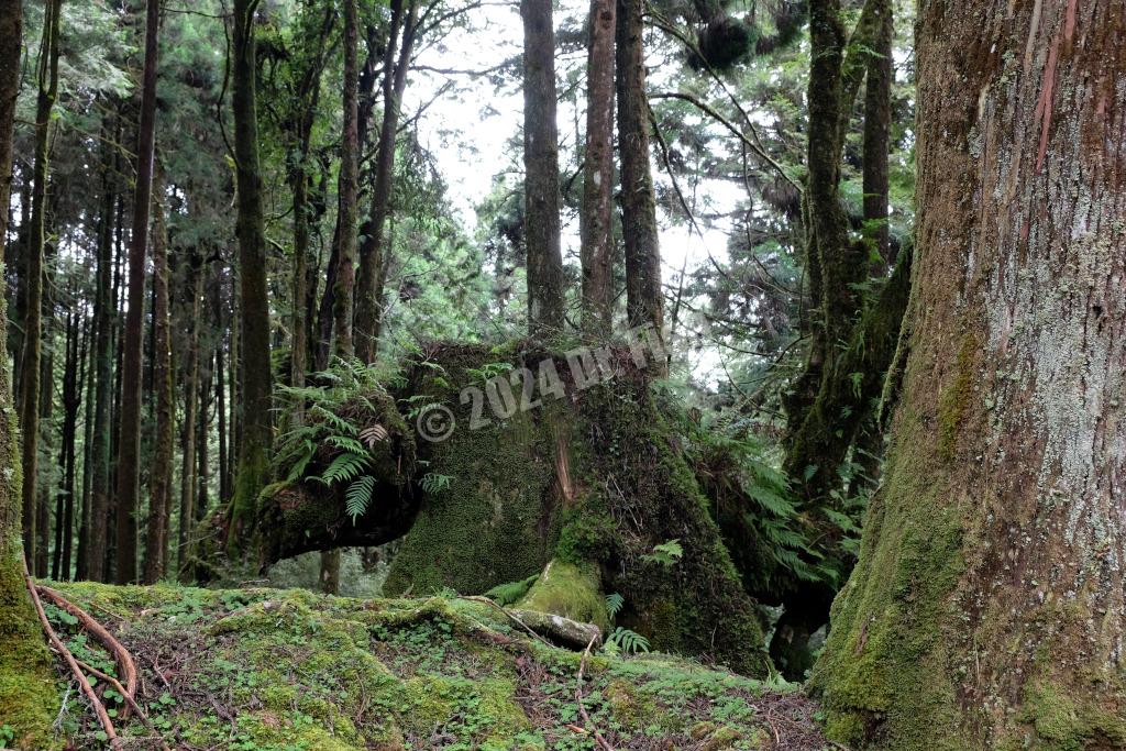 pig-shaped old stump in the Alishan National Forest Recreation Area