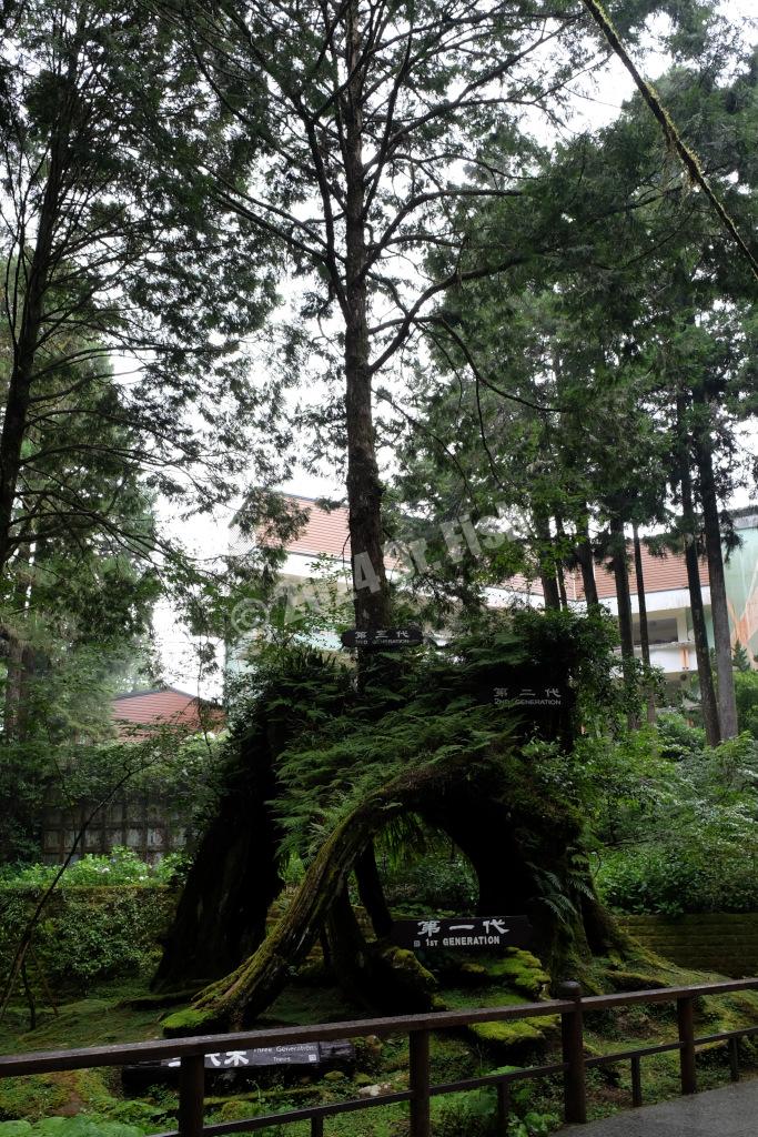 3 generation tree in the Alishan National Forest Recreation Area