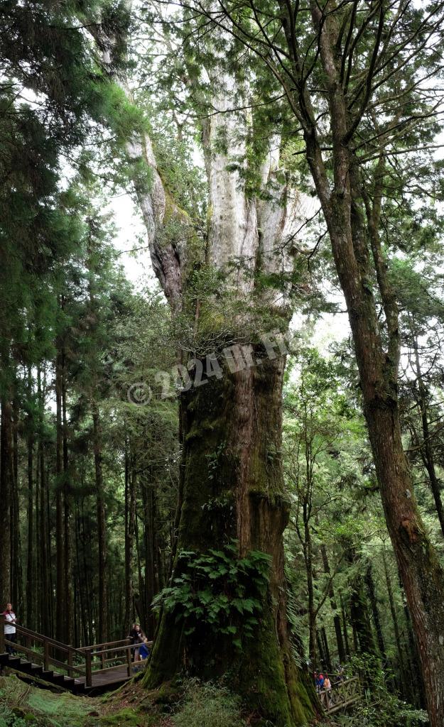 No. 28 Giant Tree in the Alishan National Forest Recreation Area