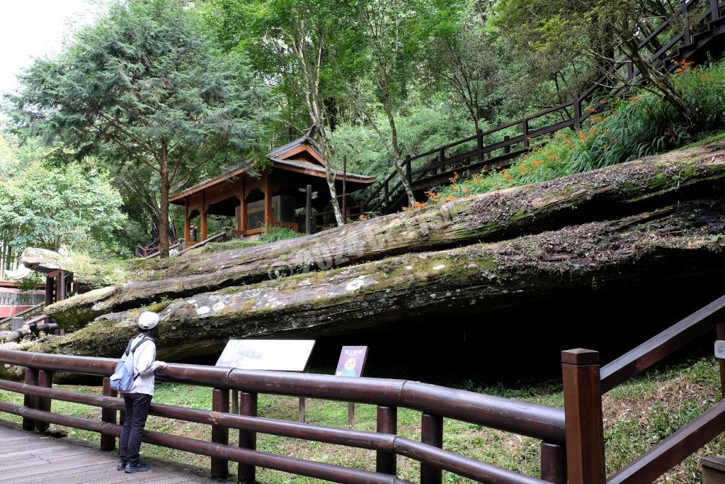 remains of the Alishan sacred tree in the Alishan National Forest Recreation Area