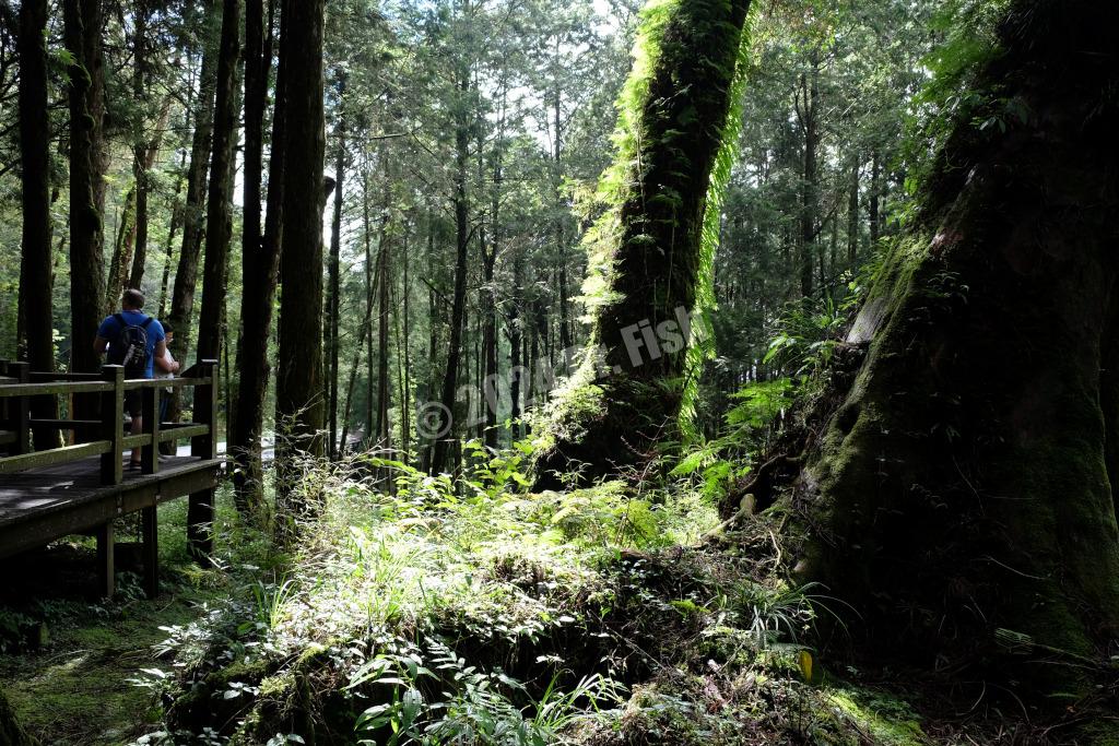 sunshine in the forest in the Alishan National Forest Recreation Area