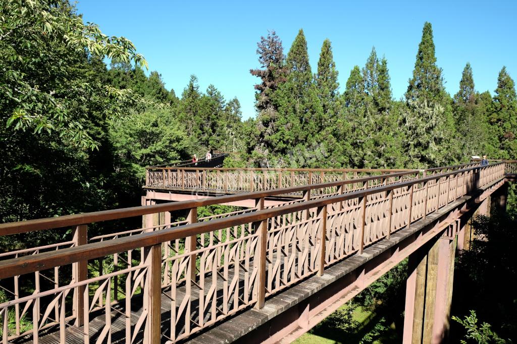 cherry blossom trail in the Alishan National Forest Recreation Area