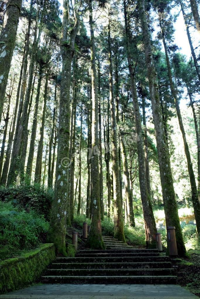 forest trail to poetry road in the Alishan National Forest Recreation Area