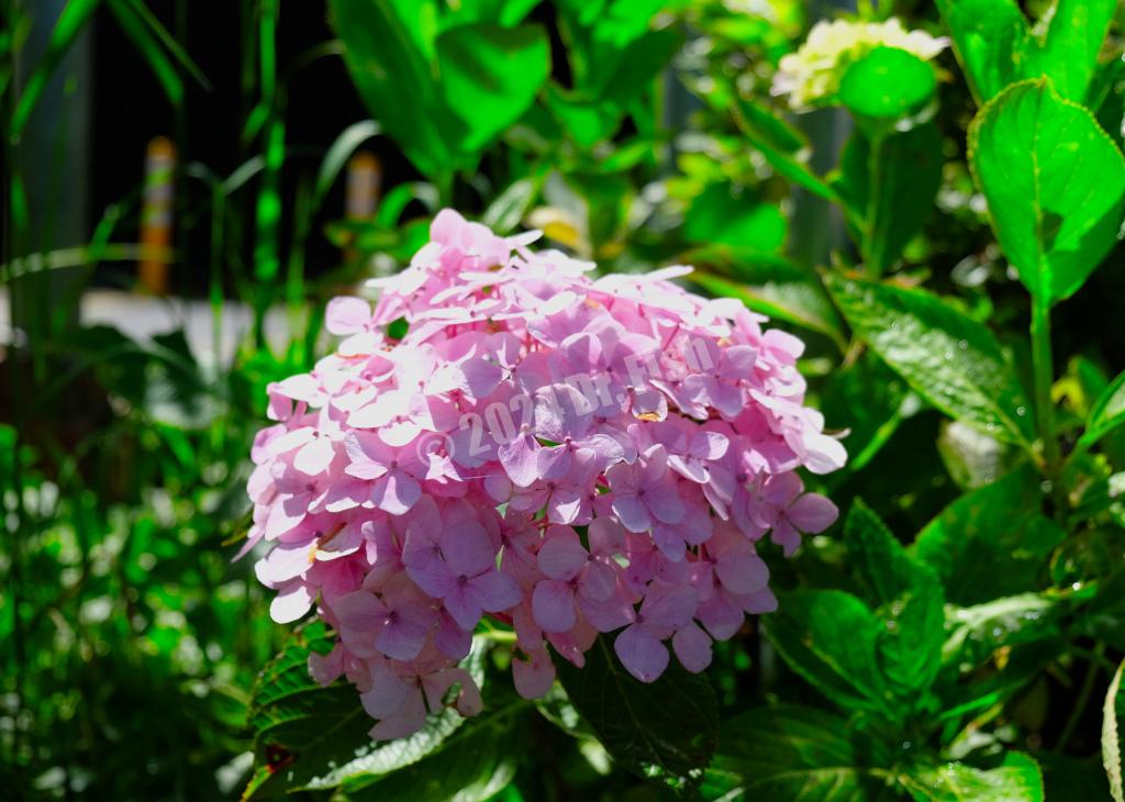 pink hydrangea in the Alishan National Forest Recreation Area