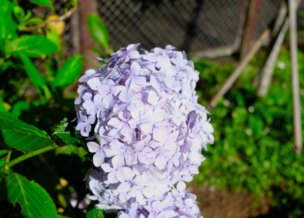 purple hydrangea in the Alishan National Forest Recreation Area