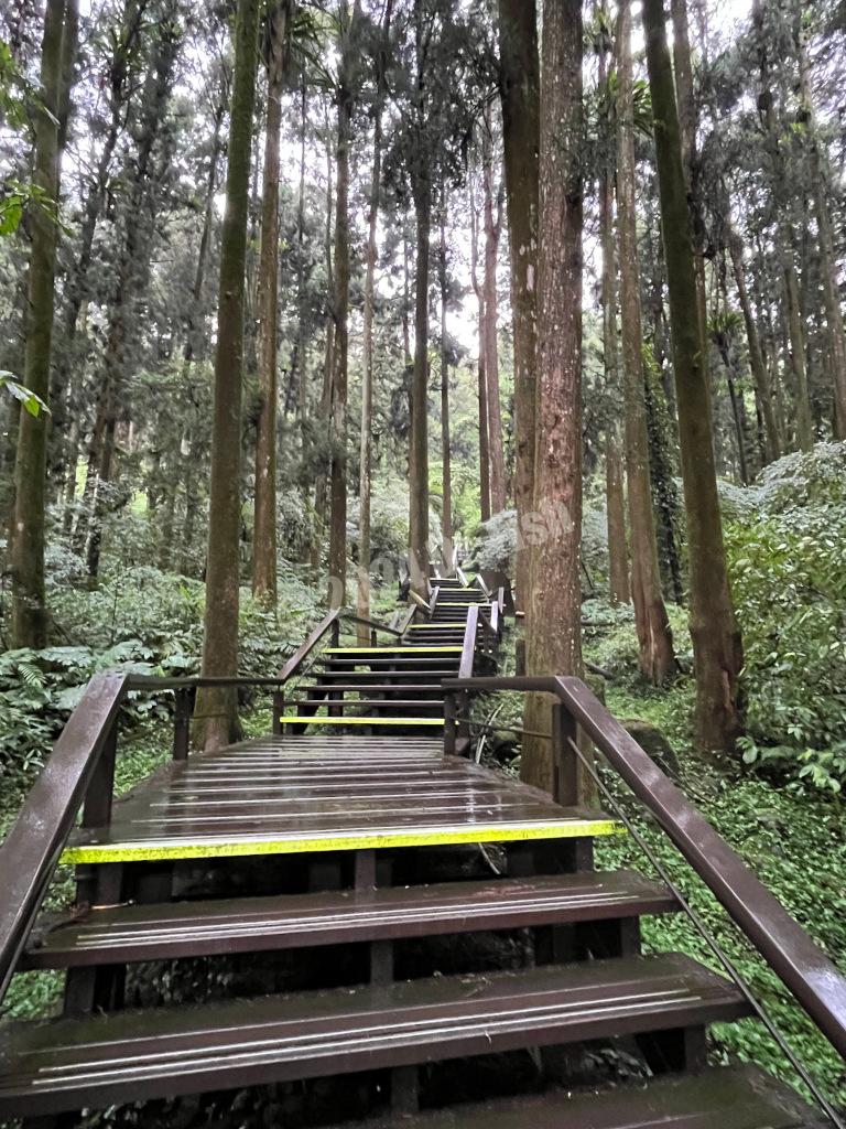 Fenqihu cedar wooden plank trail