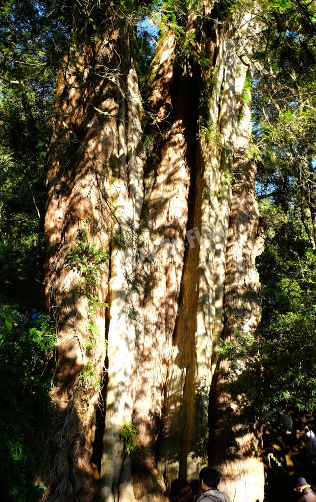 Lulin sacred tree beside the new central cross-island highway