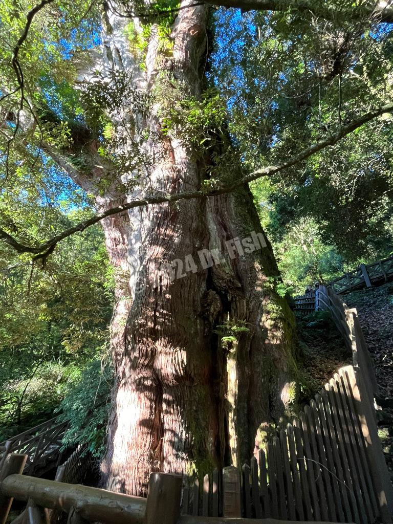 Lulin sacred tree beside the new central cross-island highway