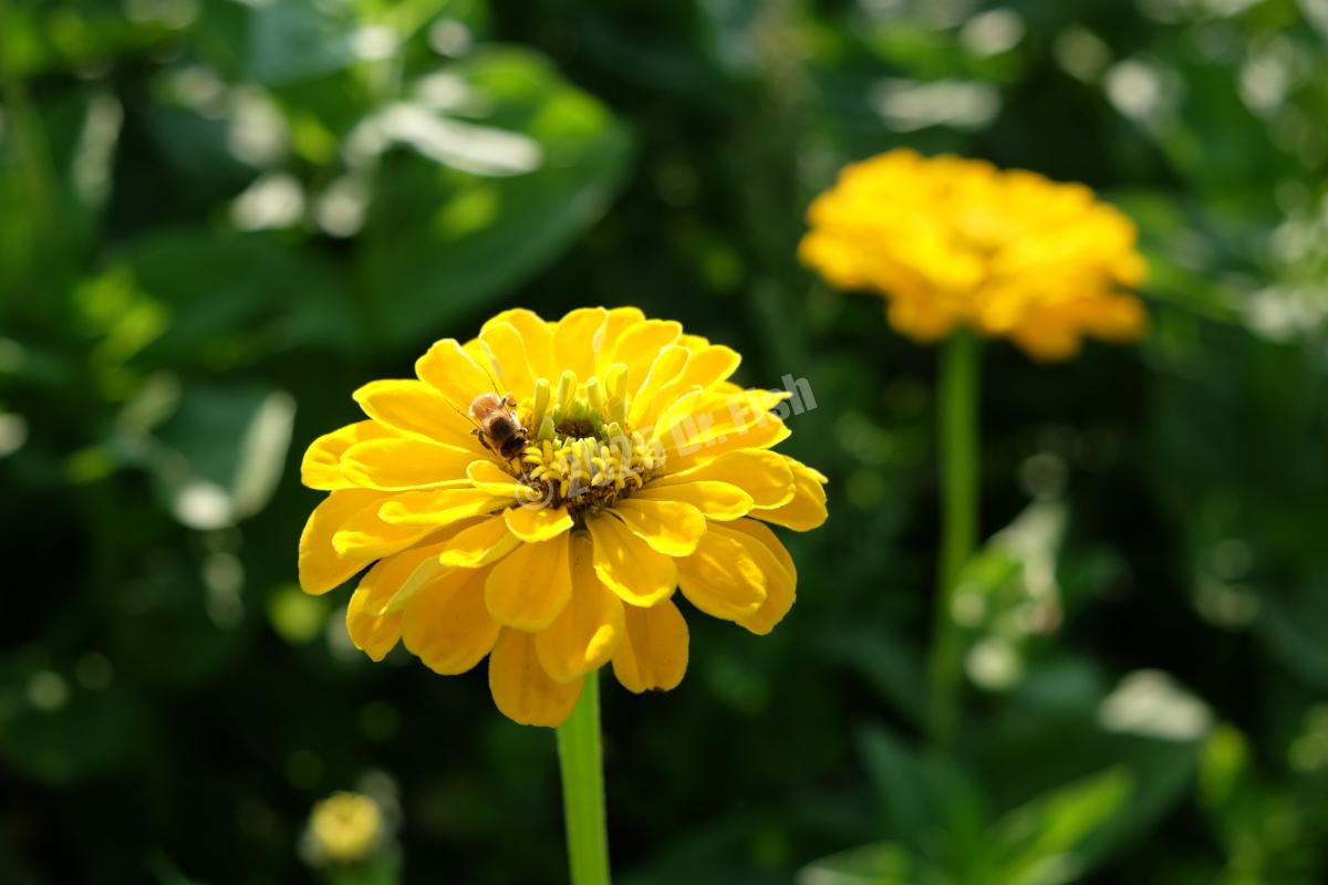 a bee flying over a Zinnia elegans